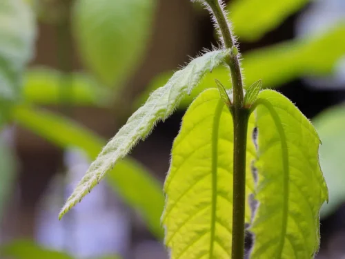 Chestnut seedling growth tip