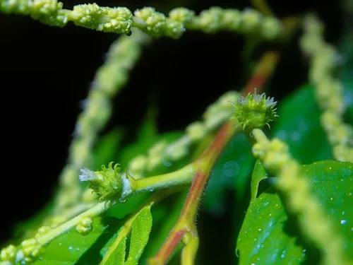 Chestnut female flowers