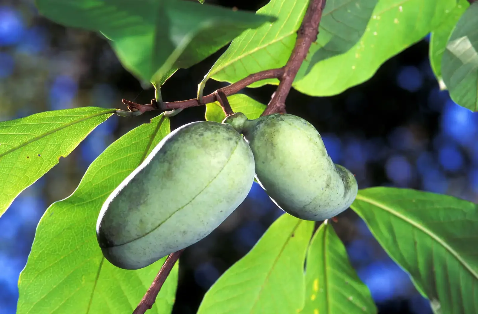 How to Harvest Pawpaw